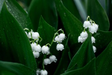 Vadi zambakları ve yağmur damlalarında yeşil yapraklar. Su damlalı yeşil yapraklar