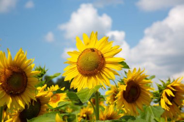 Sarı ayçiçekleri tarlada ve gökyüzünde bulutlarla