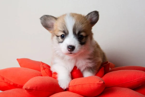 Kırmızı Yastıklı Beyaz Arka Planlı Bir Corgi Köpeği — Stok fotoğraf