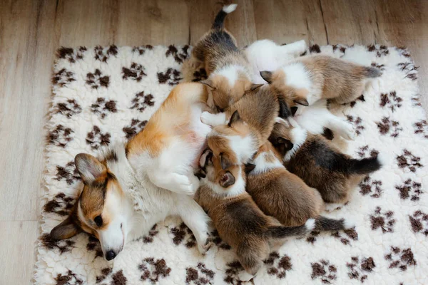 Köpek Dişisi Küçük Yavruları Besler Cprgi Köpeği Onu Altı Yavruyla — Stok fotoğraf