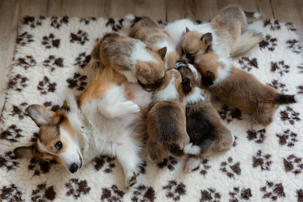 Köpek Dişisi Küçük Yavruları Besler Cprgi Köpeği Onu Altı Yavruyla — Stok fotoğraf