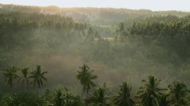 Sisli sabah ışıklarında bir sürü palmiye ağacıyla Bali 'nin yemyeşil ormanının havadan görünüşü