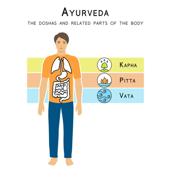 Ayurveda doshas e partes relacionadas do corpo . — Vetor de Stock