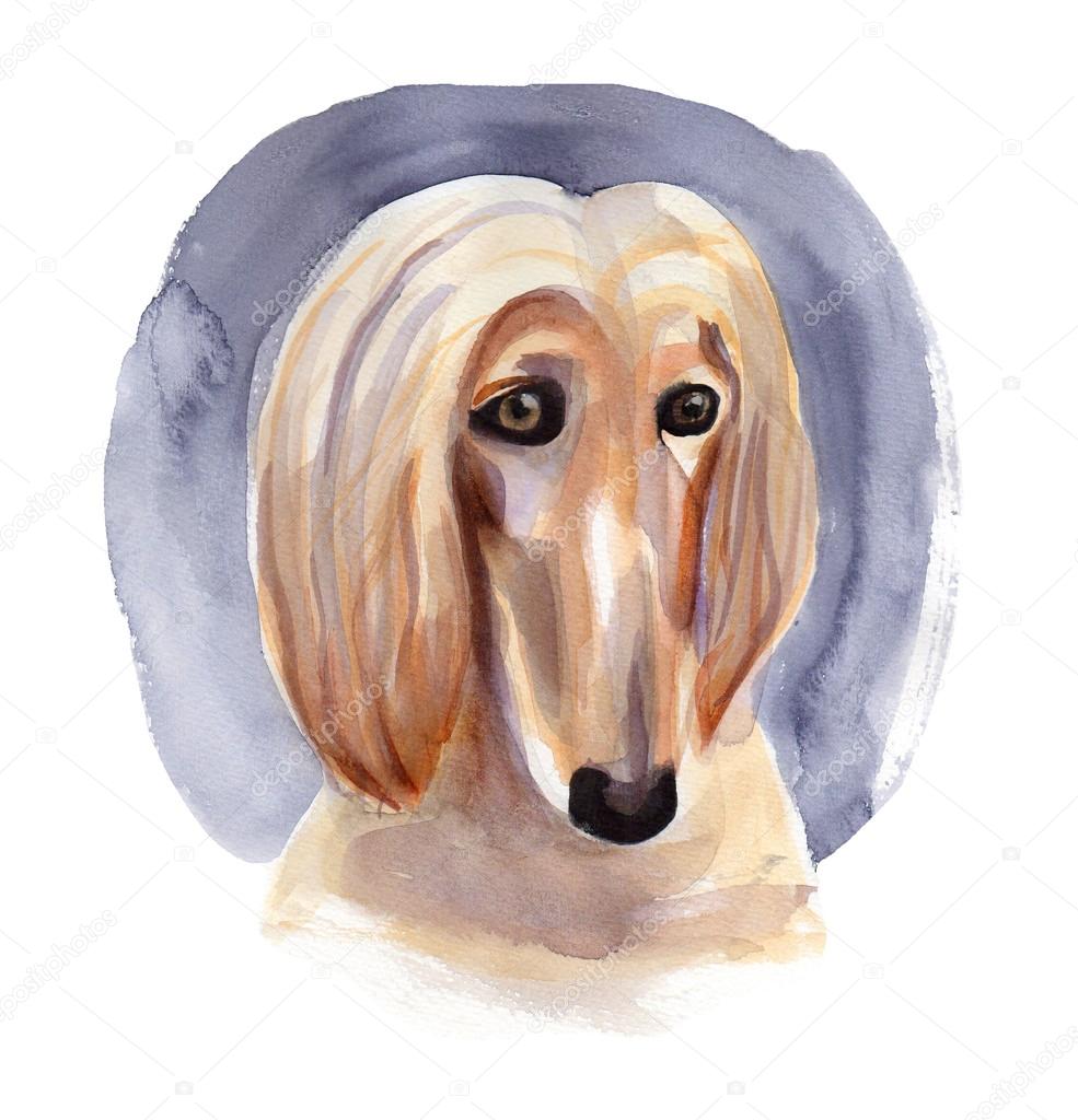 Afghan hound drawn by watercolor.