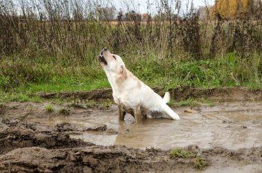 kirli köpek su birikintisi oturur