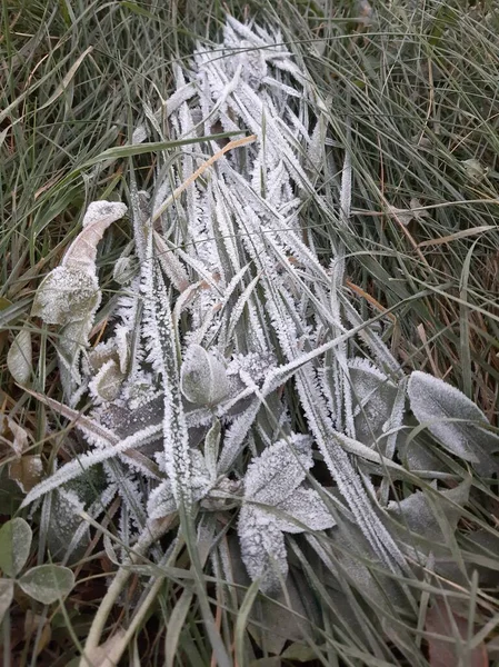 Aralık sabahının erken saatlerinde bitkilerin üzerindeki buz