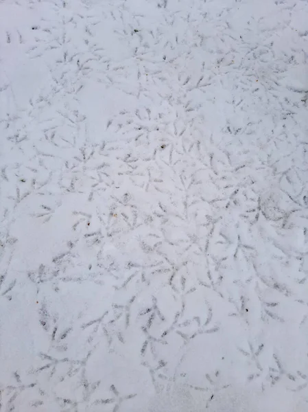 Taubenspuren Schnee — Stockfoto