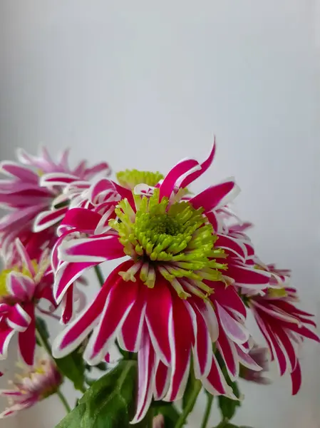 Chrysanthemenblüten Aus Nächster Nähe — Stockfoto