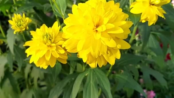 Planta Rudbeckia Bolas Douradas Balançando Vento — Vídeo de Stock