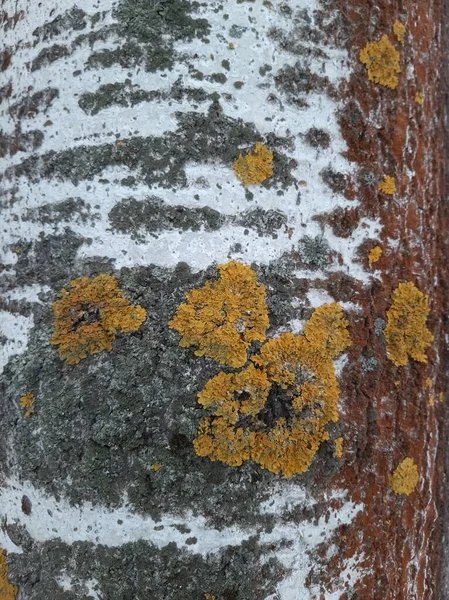 Huş ağacında bir sürü liken var.