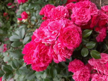 Güzel pembe bir gül. Makro foto