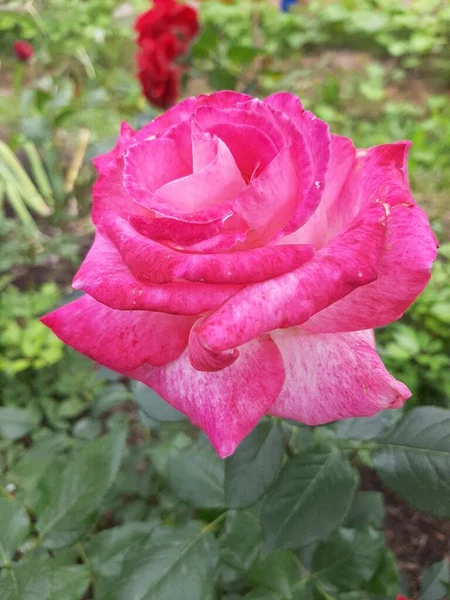 분홍색 장미가 매크로 사진에 등장하다 — 스톡 사진