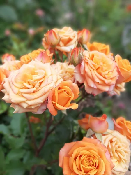 Tomurcuklu bol gül çalısı