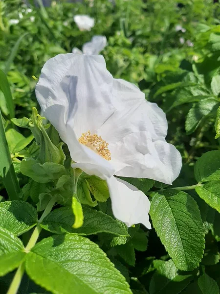 Нежные Белые Розы Бутонами Саду — стоковое фото