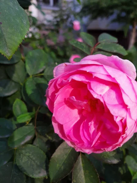 Zarte Rosa Rosen Mit Knospen Garten — Stockfoto