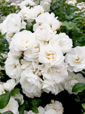 Yumuşak beyaz güller. Makro foto