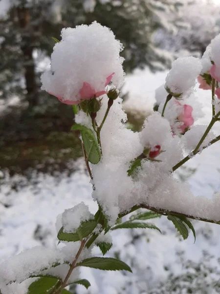 花园里精致的粉红玫瑰 第一场雪 — 图库照片
