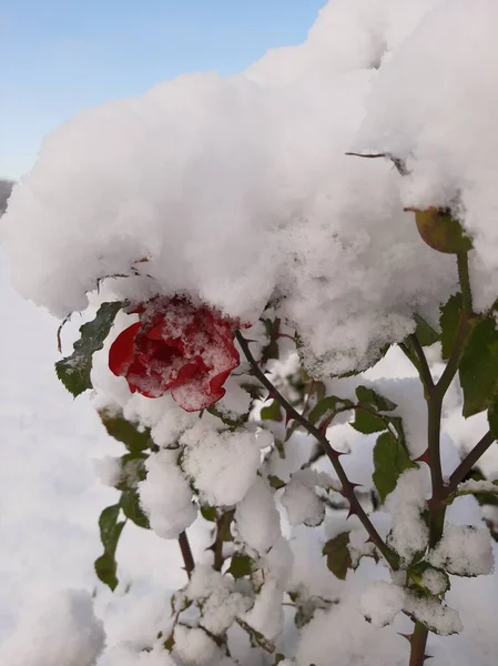 Bahçedeki zarif pembe güller