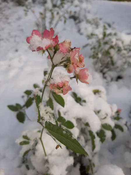 Delikatne Różowe Róże Ogrodzie Pierwszy Śnieg — Zdjęcie stockowe