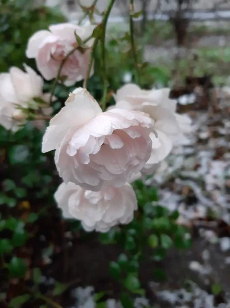 Roses Délicates Dans Jardin — Photo