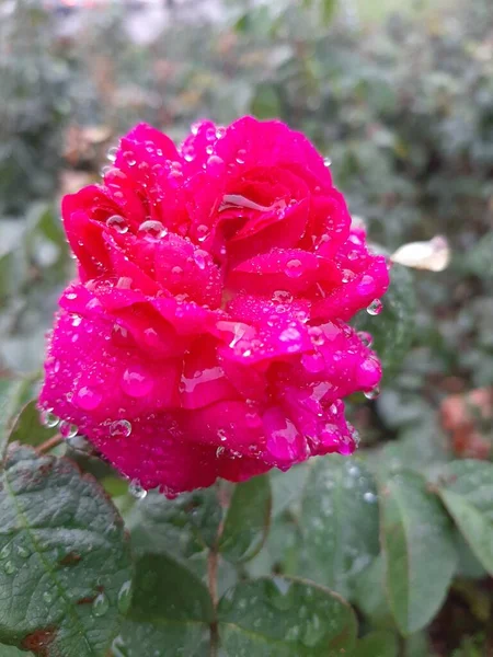 Delikat Rosa Rosor Efter Regn Trädgården — Stockfoto