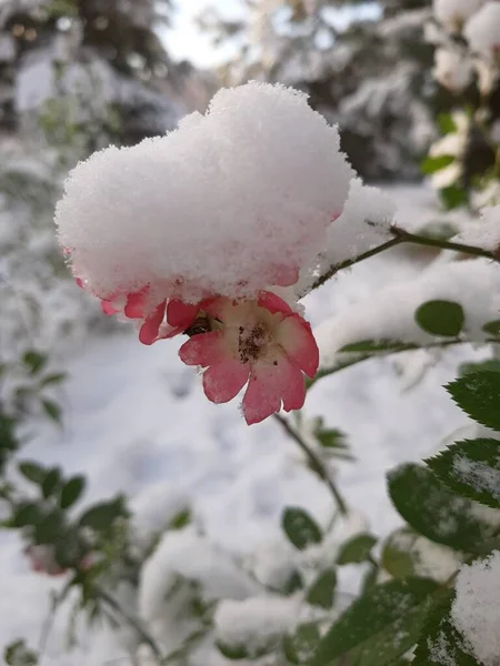 Delicate Roses Fell Asleep First Snow — Stock Photo, Image