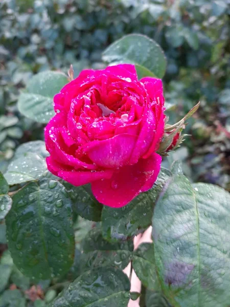 Розовая Роза Капли После Дождя — стоковое фото