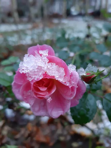 Rosas Delicadas Adormeceram Primeira Neve — Fotografia de Stock