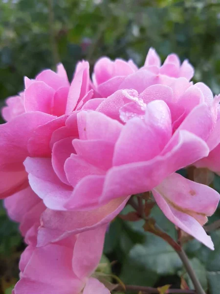 Zarte Rosa Rosen Garten — Stockfoto