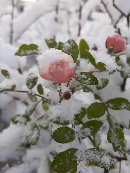 Delicate Roses Fell Asleep First Snow — Stock Photo, Image