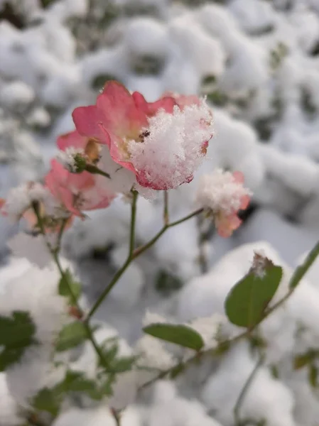 Hassas güller ilk karda uykuya daldı.