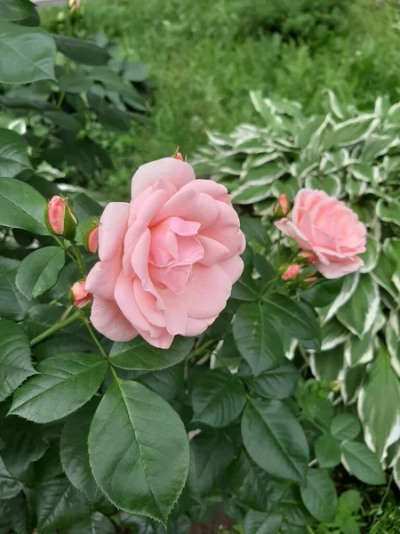 Zarte Rosa Rosen Garten — Stockfoto