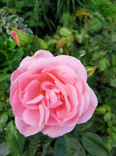 庭の繊細なピンクのバラ — ストック写真