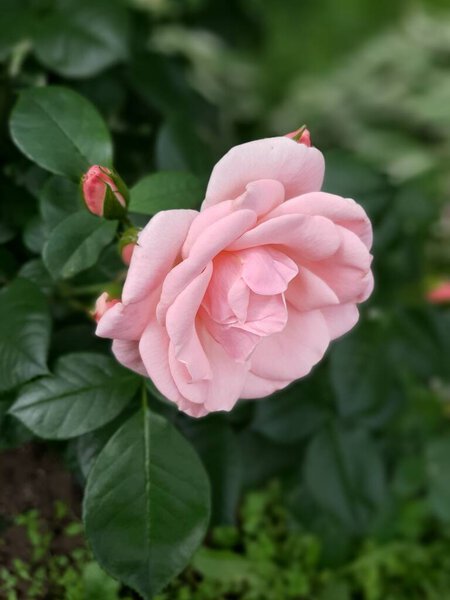 Delicate pink roses close up in the garden