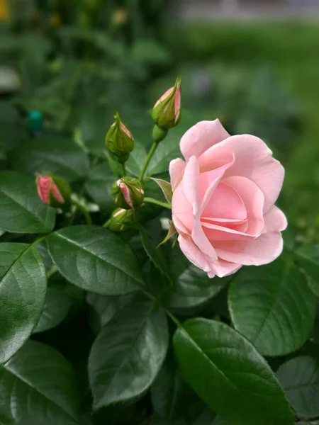 Rosas Rosa Delicadas Jardim — Fotografia de Stock