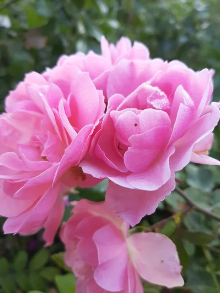 Zarte Rosa Rosen Garten — Stockfoto