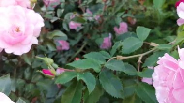 Güzel pembe bir gül. Çalı