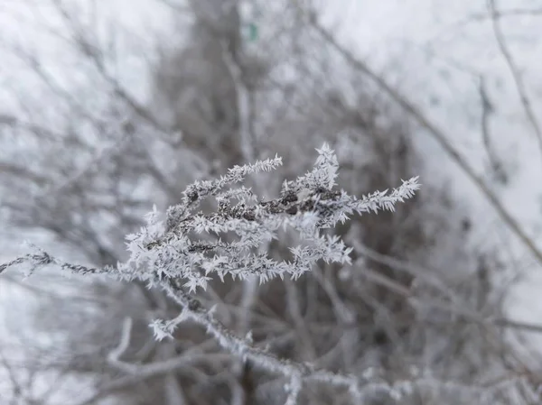 Tatarkaprifol Hesparfrost — Stockfoto