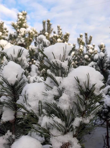 Çam dalları mavi gökyüzüne karşı karda