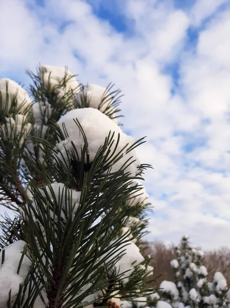 Borové Větve Sněhu Proti Modré Obloze — Stock fotografie