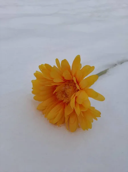 Fleur Artificielle Orange Dans Neige — Photo