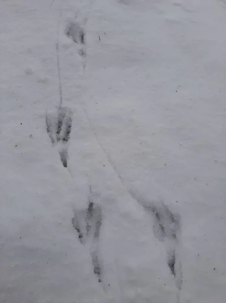 Bird Footprints Snow — Stock Photo, Image