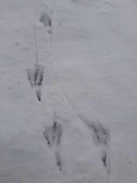 Impronte Uccelli Sulla Neve — Foto Stock