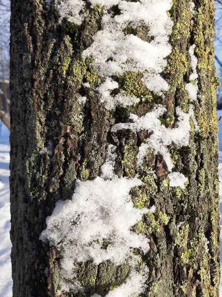 Snow melts on the bark of a lichen tree