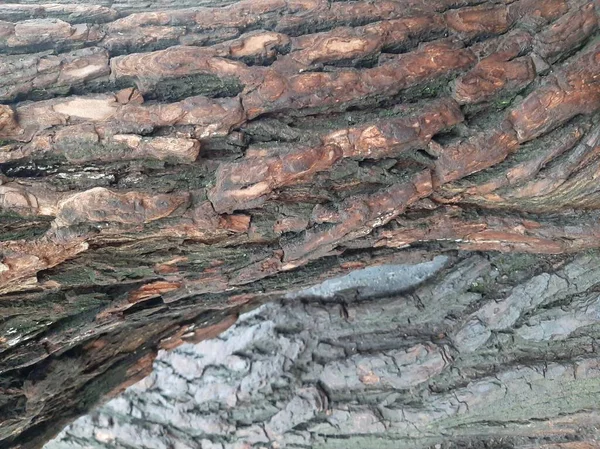 Yaşlı bir söğüt ağacının kabuğu