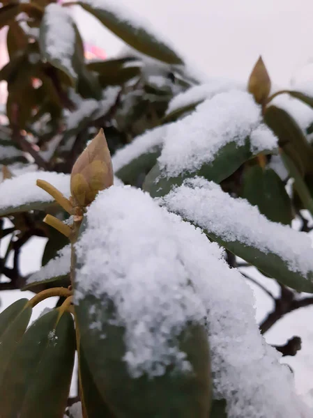 Рододендрон Растение Снегу — стоковое фото