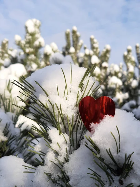 Karla kaplı bir çam dalında kırmızı folyodan yapılmış bir kalp