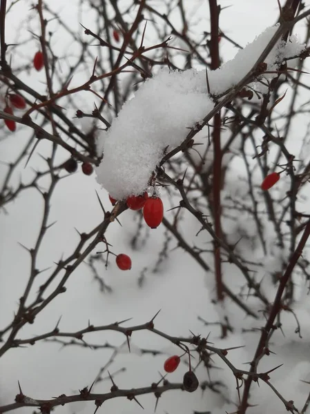 ベリーのある果実の枝の上の雪 — ストック写真