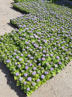 Bahar. Kaplarda bulunan Ageratum bitkilerinin tohumları