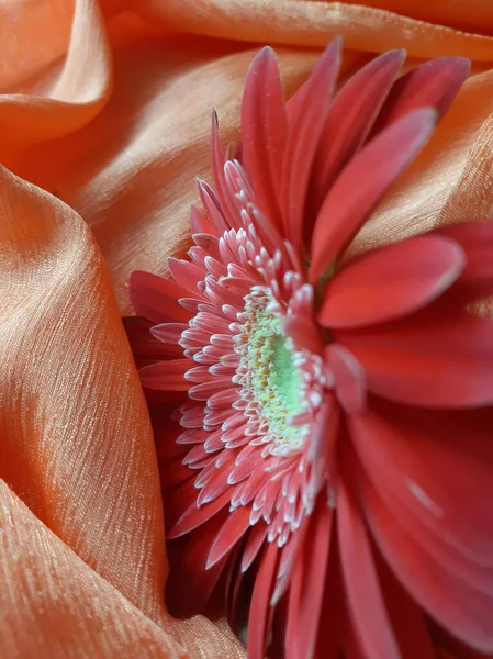 Gerbera bir ışık atkısı üzerinde